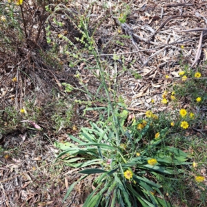 Cynoglossum australe at Justice Robert Hope Reserve (JRH) - 5 Mar 2024