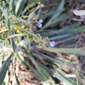 Cynoglossum australe at Justice Robert Hope Reserve (JRH) - 5 Mar 2024 12:49 PM