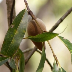 Xylomelum pyriforme (Woody Pear) at Wollondilly Local Government Area - 5 Mar 2024 by Curiosity