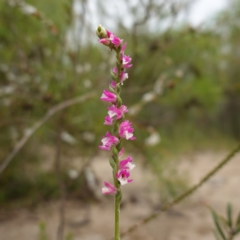 Spiranthes australis (Austral Ladies Tresses) at Vincentia, NSW - 7 Feb 2024 by RobG1