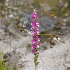 Spiranthes australis at Jervis Bay National Park - 7 Feb 2024