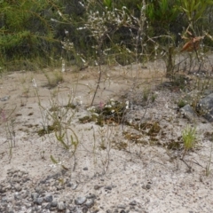 Spiranthes australis at Jervis Bay National Park - 7 Feb 2024