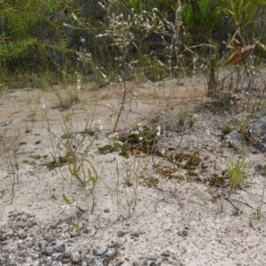 Spiranthes australis at Jervis Bay National Park - 7 Feb 2024