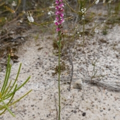 Spiranthes australis at Jervis Bay National Park - 7 Feb 2024