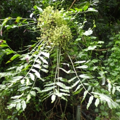 Polyscias murrayi (Pencil Cedar) at Brogers Creek, NSW - 7 Mar 2024 by plants