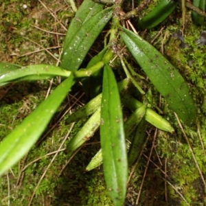 Plectorrhiza tridentata at Brogers Creek, NSW - 8 Mar 2024