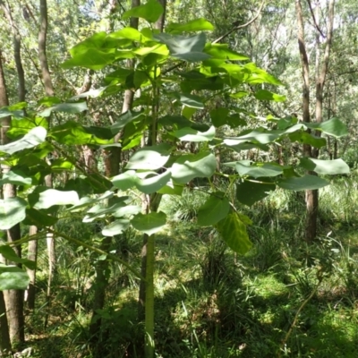 Dendrocnide excelsa (Stinging Tree) at Berry, NSW - 8 Mar 2024 by plants
