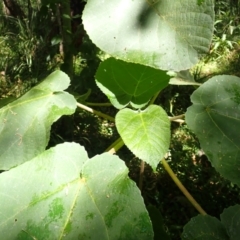 Dendrocnide excelsa at Seven Mile Beach National Park - 8 Mar 2024 11:54 AM