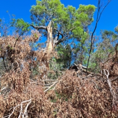 Eucalyptus melliodora (Yellow Box) at Watson Woodlands - 5 Mar 2024 by abread111