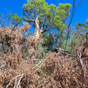 Eucalyptus melliodora at Watson, ACT - 5 Mar 2024