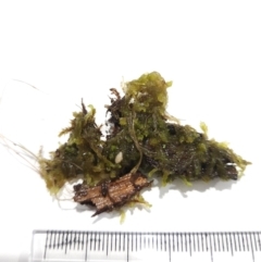 Sphagnum sp. (genus) (Sphagnum moss) at Uriarra Village, ACT - 6 Mar 2024 by rangerstacey
