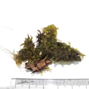 Sphagnum sp. (genus) at Lower Cotter Catchment - 6 Mar 2024