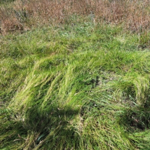 Microlaena stipoides at Watson Woodlands - 5 Mar 2024