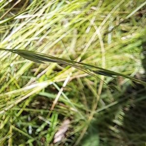 Microlaena stipoides at Watson Woodlands - 5 Mar 2024 02:22 PM