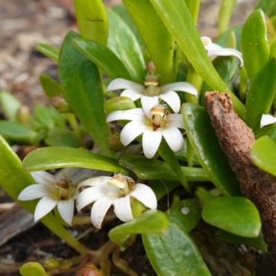 Selliera radicans (Shiny Swamp-mat) at Sanctuary Point, NSW - 7 Feb 2024 by RobG1