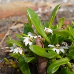 Goodenia radicans at Sanctuary Point - Basin Walking Track Bushcare - 8 Feb 2024