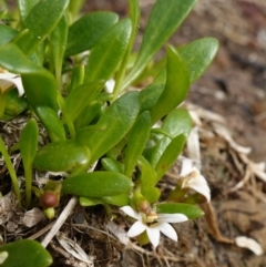 Goodenia radicans at Sanctuary Point - Basin Walking Track Bushcare - 8 Feb 2024