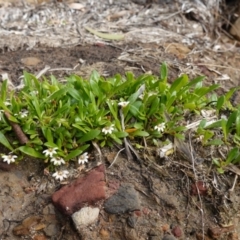 Goodenia radicans at Sanctuary Point - Basin Walking Track Bushcare - 8 Feb 2024