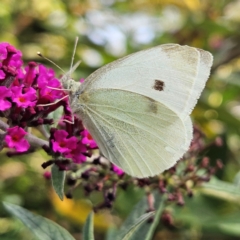 Pieris rapae (Cabbage White) at Braidwood, NSW - 8 Mar 2024 by MatthewFrawley