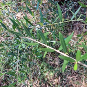 Olea europaea subsp. cuspidata at Watson Woodlands - 5 Mar 2024