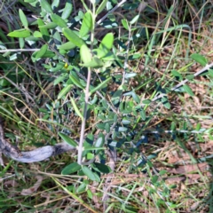 Olea europaea subsp. cuspidata at Watson Woodlands - 5 Mar 2024 02:26 PM