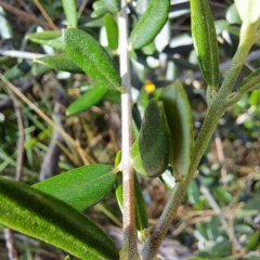 Olea europaea subsp. cuspidata at Watson Woodlands - 5 Mar 2024 02:26 PM