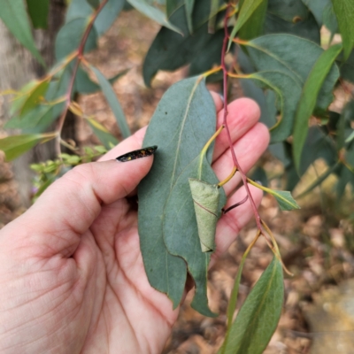 Eucalyptus dives (Broad-leaved Peppermint) at Captains Flat, NSW - 8 Mar 2024 by Csteele4