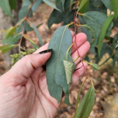 Eucalyptus dives (Broad-leaved Peppermint) at Captains Flat, NSW - 8 Mar 2024 by Csteele4