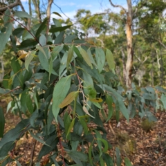 Eucalyptus dives at QPRC LGA - 8 Mar 2024 05:05 PM