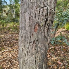 Eucalyptus dives at QPRC LGA - 8 Mar 2024