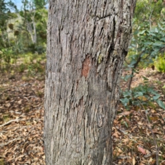 Eucalyptus dives at QPRC LGA - 8 Mar 2024 05:05 PM