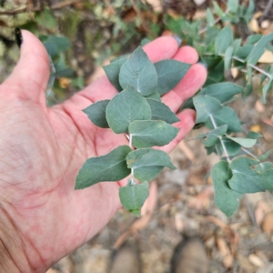 Eucalyptus bridgesiana at QPRC LGA - 8 Mar 2024