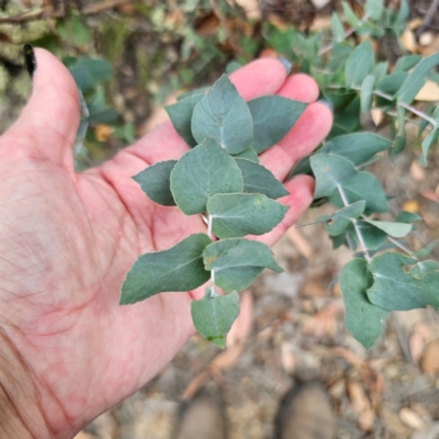 Eucalyptus bridgesiana (Apple Box) at Captains Flat, NSW - 8 Mar 2024 by Csteele4