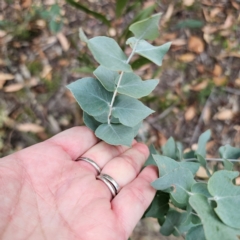 Eucalyptus bridgesiana at QPRC LGA - 8 Mar 2024 03:55 PM