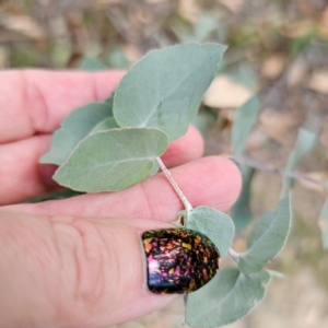 Eucalyptus bridgesiana at QPRC LGA - 8 Mar 2024 03:55 PM