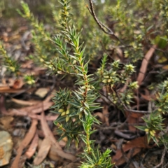 Melichrus urceolatus (Urn Heath) at Captains Flat, NSW - 8 Mar 2024 by Csteele4