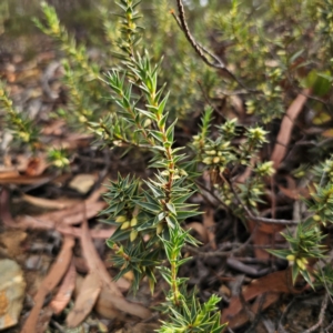 Melichrus urceolatus at QPRC LGA - 8 Mar 2024 05:00 PM