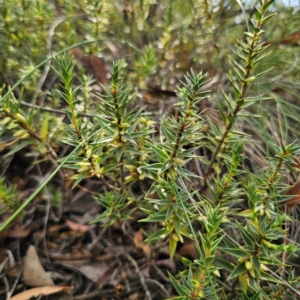 Melichrus urceolatus at QPRC LGA - 8 Mar 2024 05:00 PM