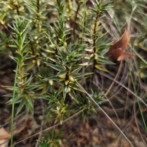 Melichrus urceolatus at QPRC LGA - 8 Mar 2024