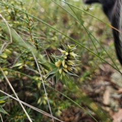 Melichrus urceolatus at QPRC LGA - 8 Mar 2024