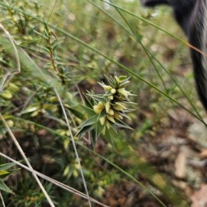 Melichrus urceolatus at QPRC LGA - 8 Mar 2024