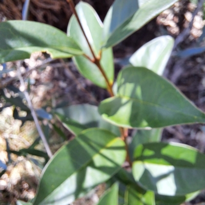 Ligustrum lucidum (Large-leaved Privet) at Watson, ACT - 5 Mar 2024 by abread111