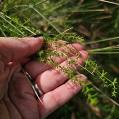 Asperula conferta (Common Woodruff) at Captains Flat, NSW - 8 Mar 2024 by Csteele4