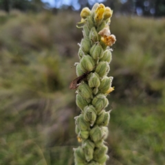 Verbascum thapsus subsp. thapsus (Great Mullein, Aaron's Rod) at Captains Flat, NSW - 8 Mar 2024 by Csteele4