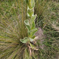 Verbascum thapsus subsp. thapsus at QPRC LGA - 8 Mar 2024 04:36 PM