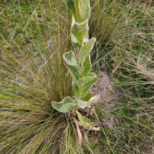 Verbascum thapsus subsp. thapsus at QPRC LGA - 8 Mar 2024