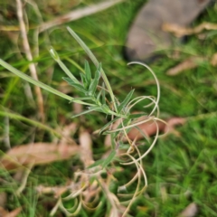 Epilobium hirtigerum (Hairy Willowherb) at Captains Flat, NSW - 8 Mar 2024 by Csteele4