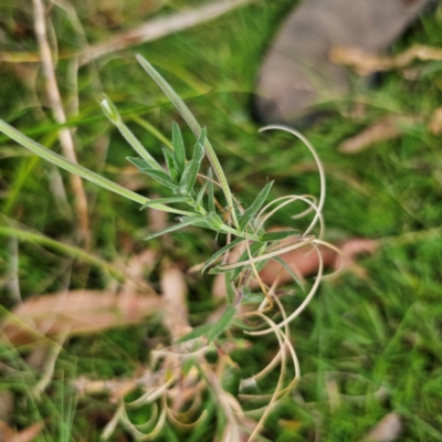 Epilobium hirtigerum (Hairy Willowherb) at Captains Flat, NSW - 8 Mar 2024 by Csteele4