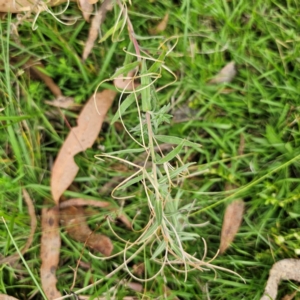 Epilobium hirtigerum at QPRC LGA - 8 Mar 2024 04:32 PM