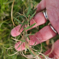 Epilobium hirtigerum at QPRC LGA - 8 Mar 2024 04:32 PM